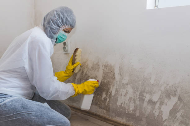 Mold Removal for HVAC Installations in Wolfdale, PA